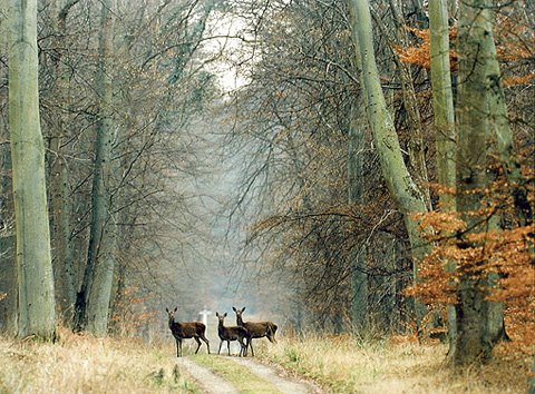 [carcompiegmart+(4).bmp]