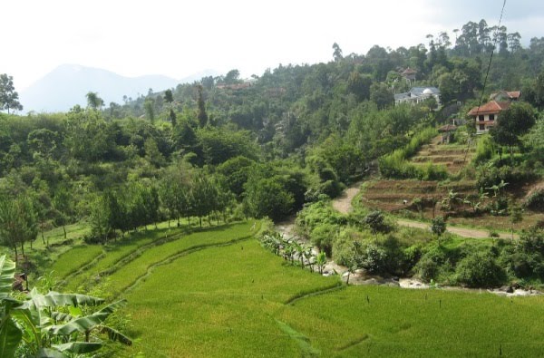 PERKEBUNAN TEH GAMBUNG