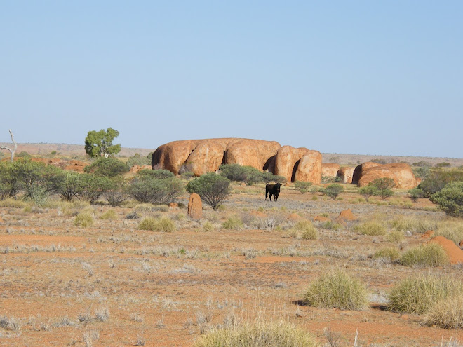 Bull at Devil's Marbles