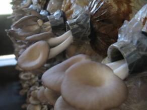 [292x300.2008.05.26.np522a02]