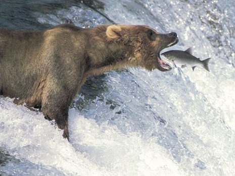 [urso.jpg]