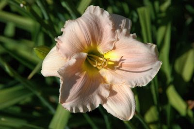 barbara mitchell - our absolute favorite daylily!