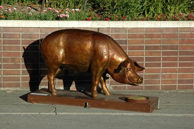 this big piggy had a great smile on his face