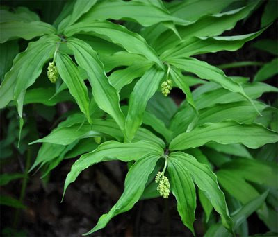 false Solomon's-seal