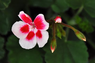 variegated pink geranium bloom