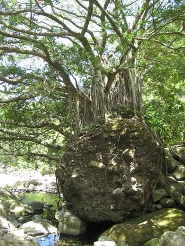 [banyan.jpg]