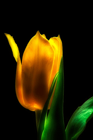 موضوع موحد | كل ما يخص Plasma, LCD, LED, OLED 3d+gif+animated+mobile+screen+saver+pictures+of+tulips+flowers+Garden