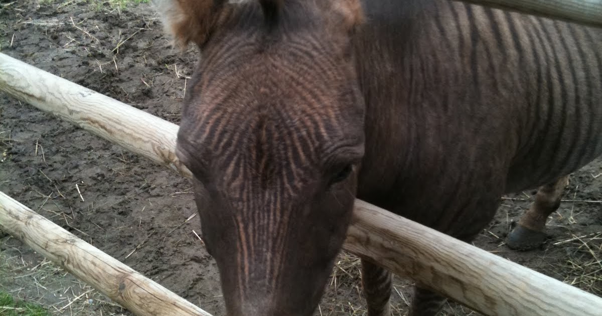 Nature Lover: Zony - the zebra pony