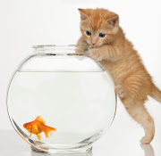 What's happening in this picture? (kitten reaching for fish in fishbowl) . (cat fish)
