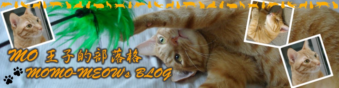 Testing of Momo Meow's Blog