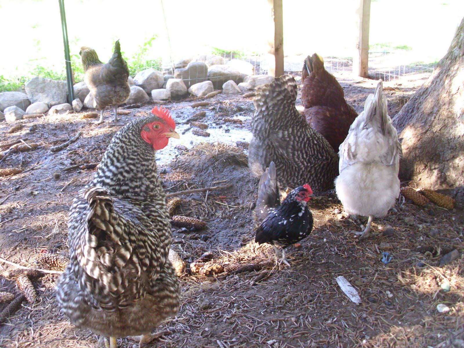 little messy missy Camera In The Coop!!!