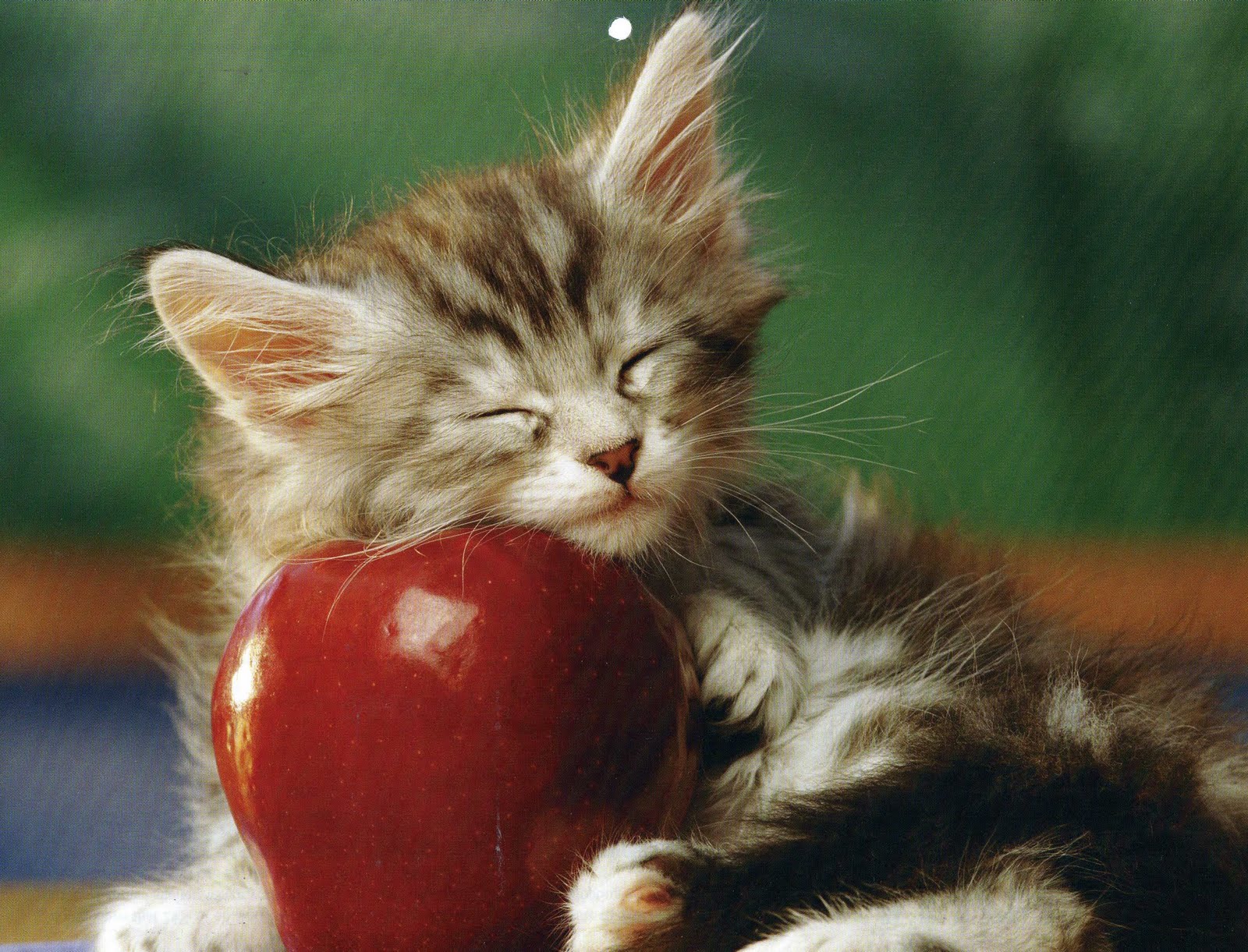 How To Gain My Cat S Trust Back How To Gain My Cat S Trust Back