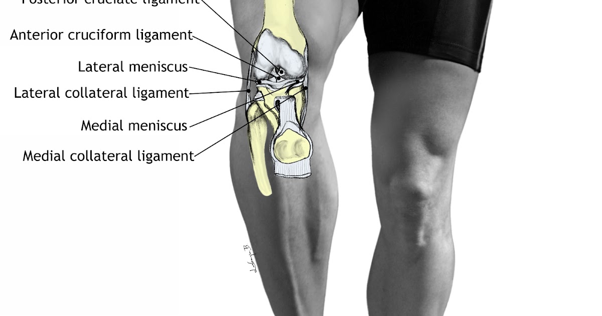 Health Calgary Ligament Injuries of the Knee