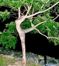 Treedance