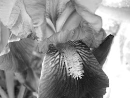 B and W Iris