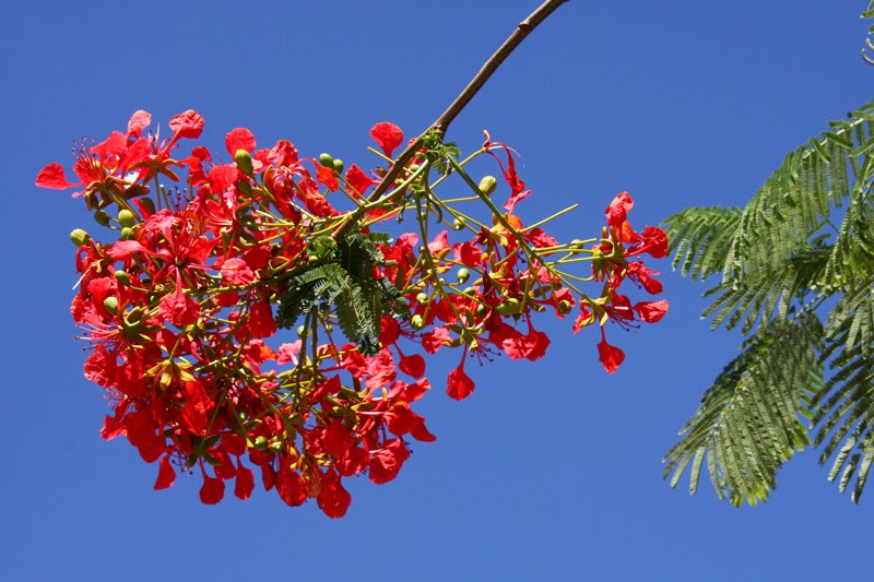 [IMG_0063_Flambo.jpg]