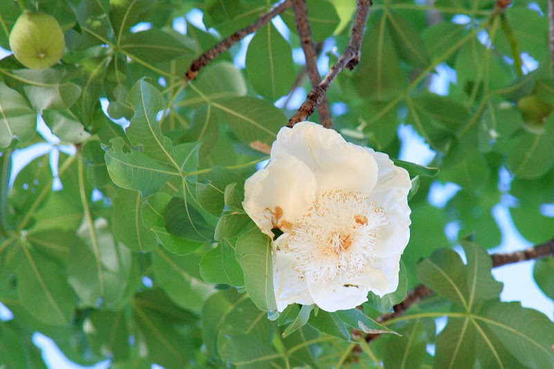 [IMG_0158_Maha_Bao.jpg]