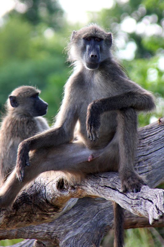 [IMG_0127_Mahango_PavPascha.jpg]