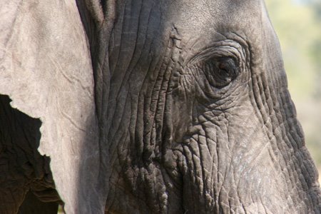 [IMG_2493_Moremi.jpg]