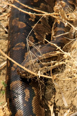 [IMG_3282_LochinvarSchlange.jpg]