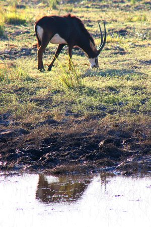 [IMG_3049_ChobeSable.jpg]