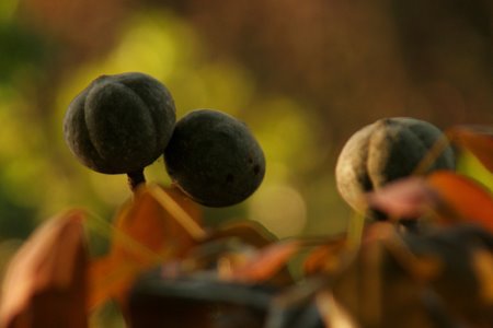 [IMG_3999_KasankaMahogany.jpg]