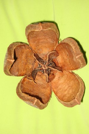 [IMG_0431_RedMaho.jpg]