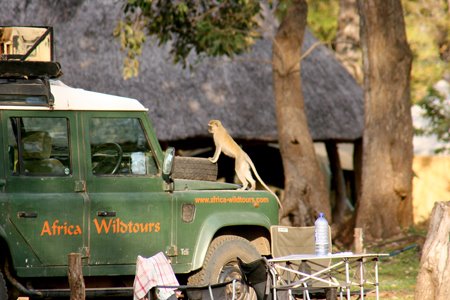 [IMG_5519_SouthLuangwa28.jpg]