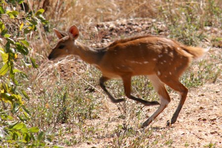 [IMG_5437_SouthLuangwa28.jpg]