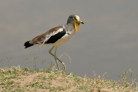 [IMG_5464_SouthLuangwa28.jpg]