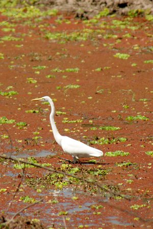 [IMG_5473_SouthLuangwa28.jpg]