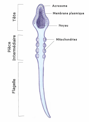 rencontre ovule spermato