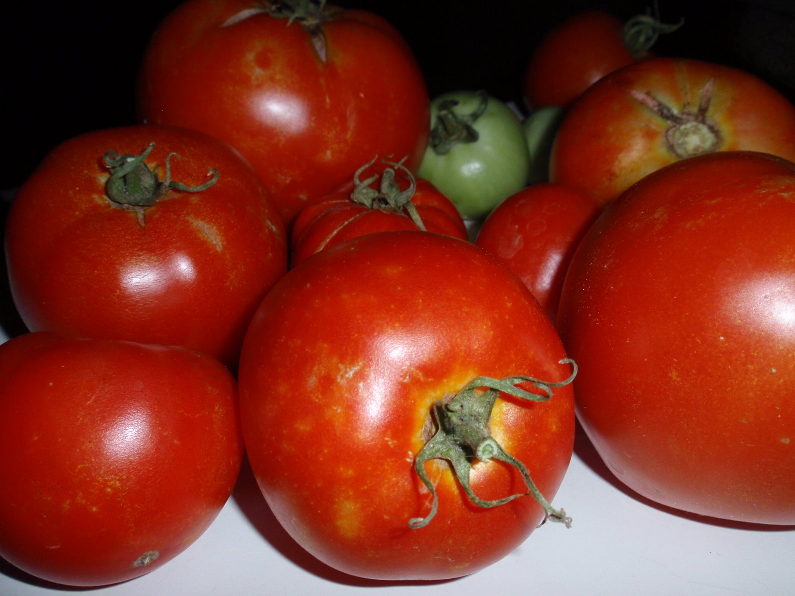 [tomato+harvest.jpg]