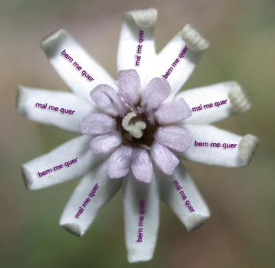 [bem+me+quer+mal+me+quer.jpg]