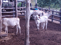 Las vacas del cielo