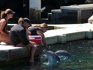 Dolphins at Dolphin Lagoon Hilton Waikoloa Village