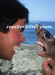 Another shark researcher Steve faces off--teeth to teeth--with a crocodile shark.