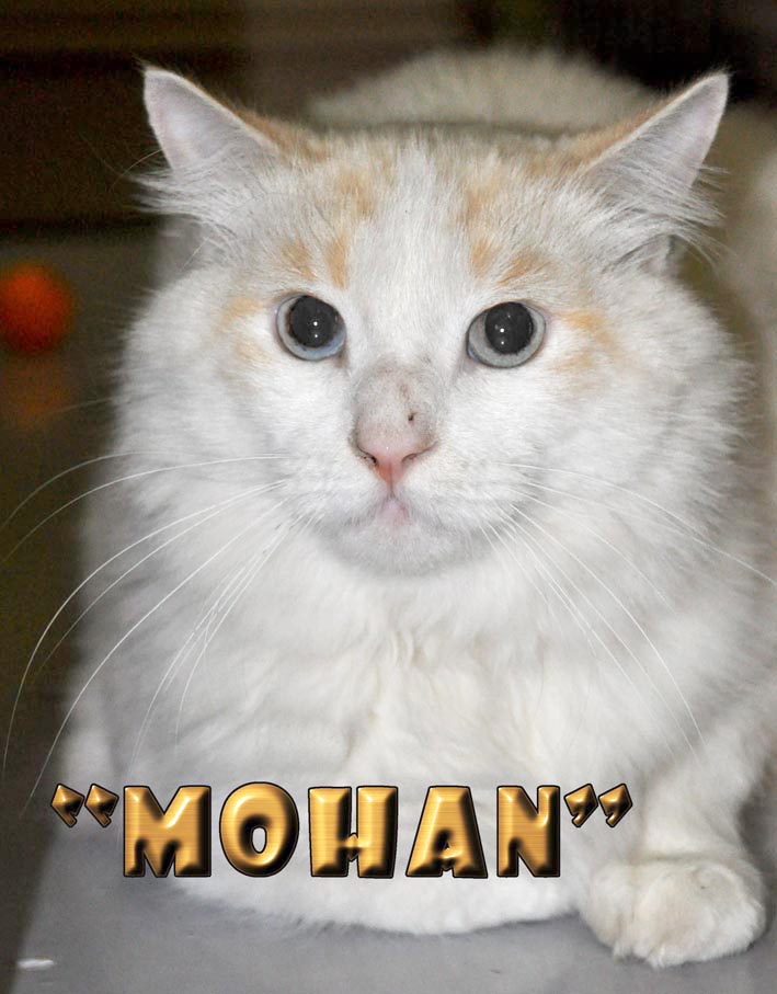[Mohan+2+Lo+Res.jpg]