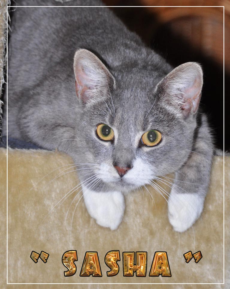 [SASHA[1].jpg]