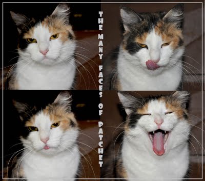 [Many_Faces_Lo_Res.jpg]