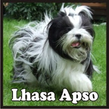 Lhasa Apso