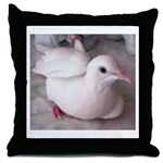 PRETTY, the White Dove that is loved!
