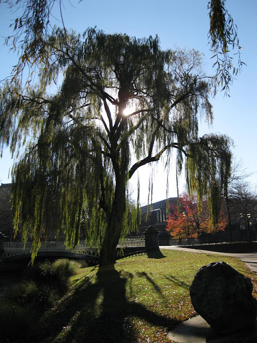 Sur les rives de l'Avon