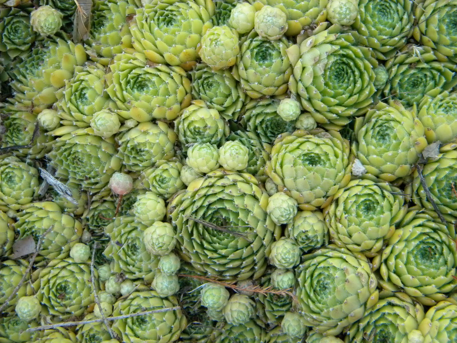 Hens And Chicks