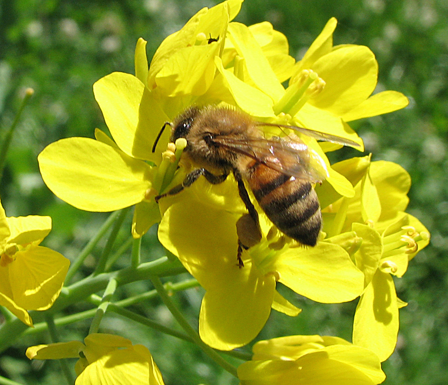 abeja.jpg