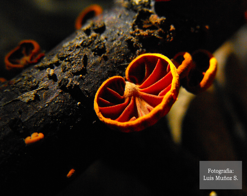 Hongos Anthracophyllum discolor