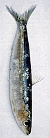Kral Balık Sardalya