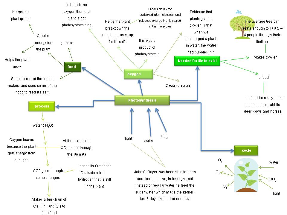 Photosynthesis Flow Chart