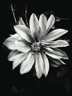 toy camera