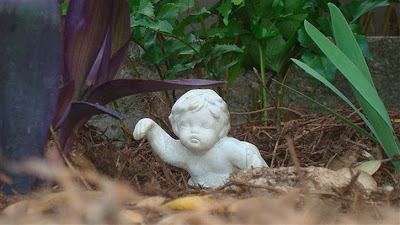 Cherub setcreasea